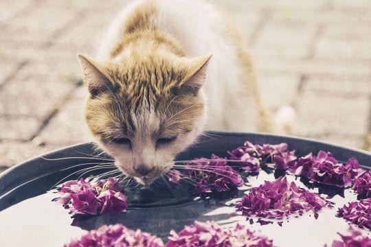 ¿Se puede cuidar a nuestras mascotas con aromaterapia?