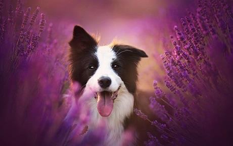 ONLINE: Aromaterapia para mascotas