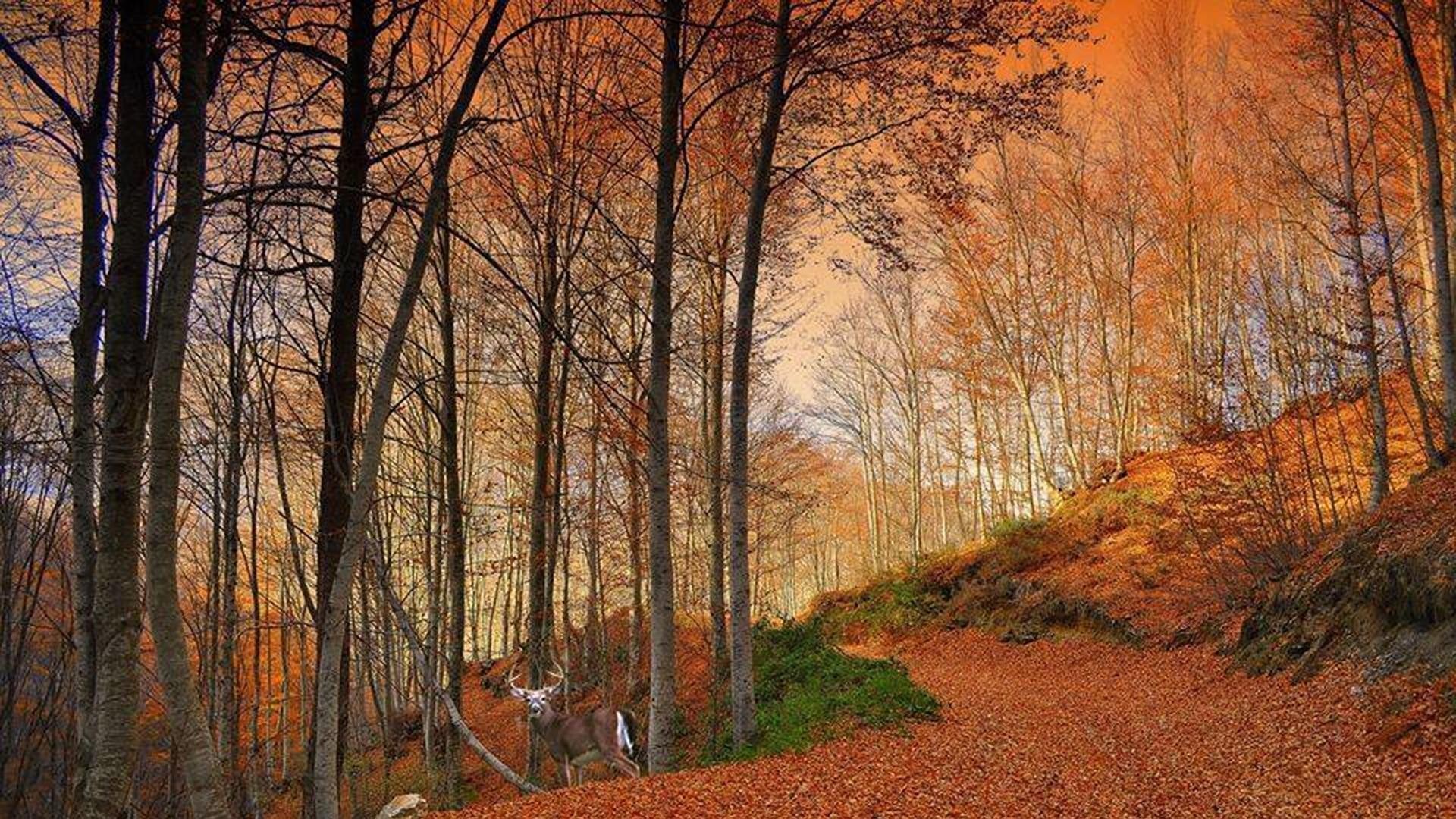 BAÑOS DE BOSQUES AFIRMACIÓN DE TU AUTOESTIMA