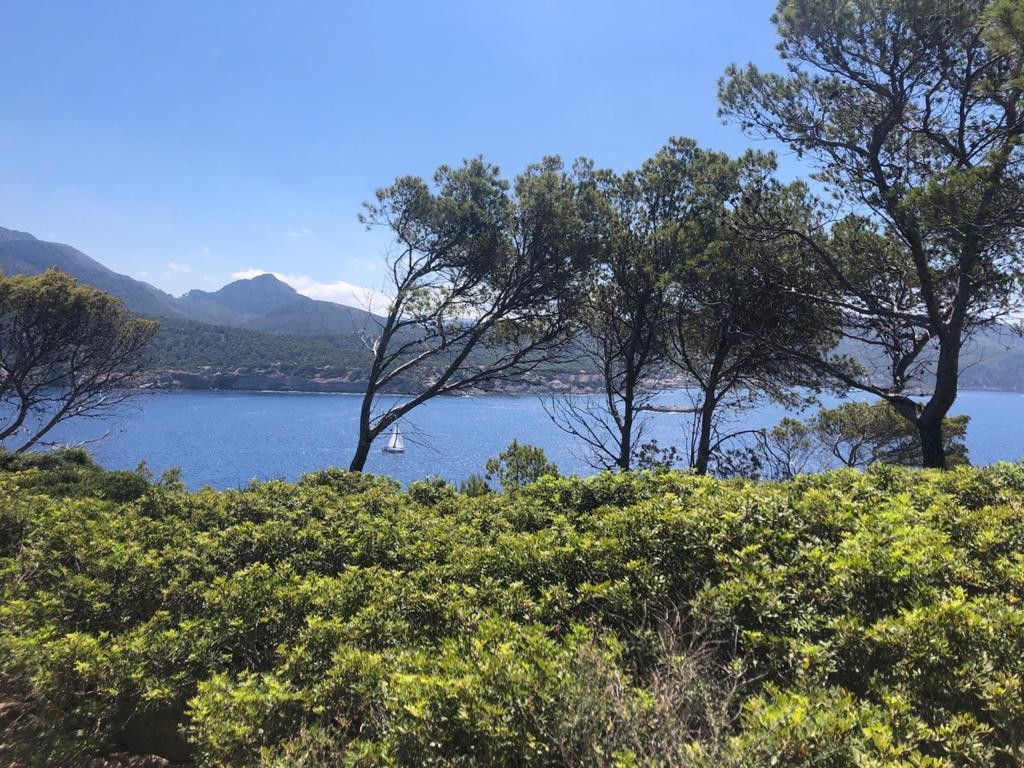 Baños de bosque en los alrededores de Palma