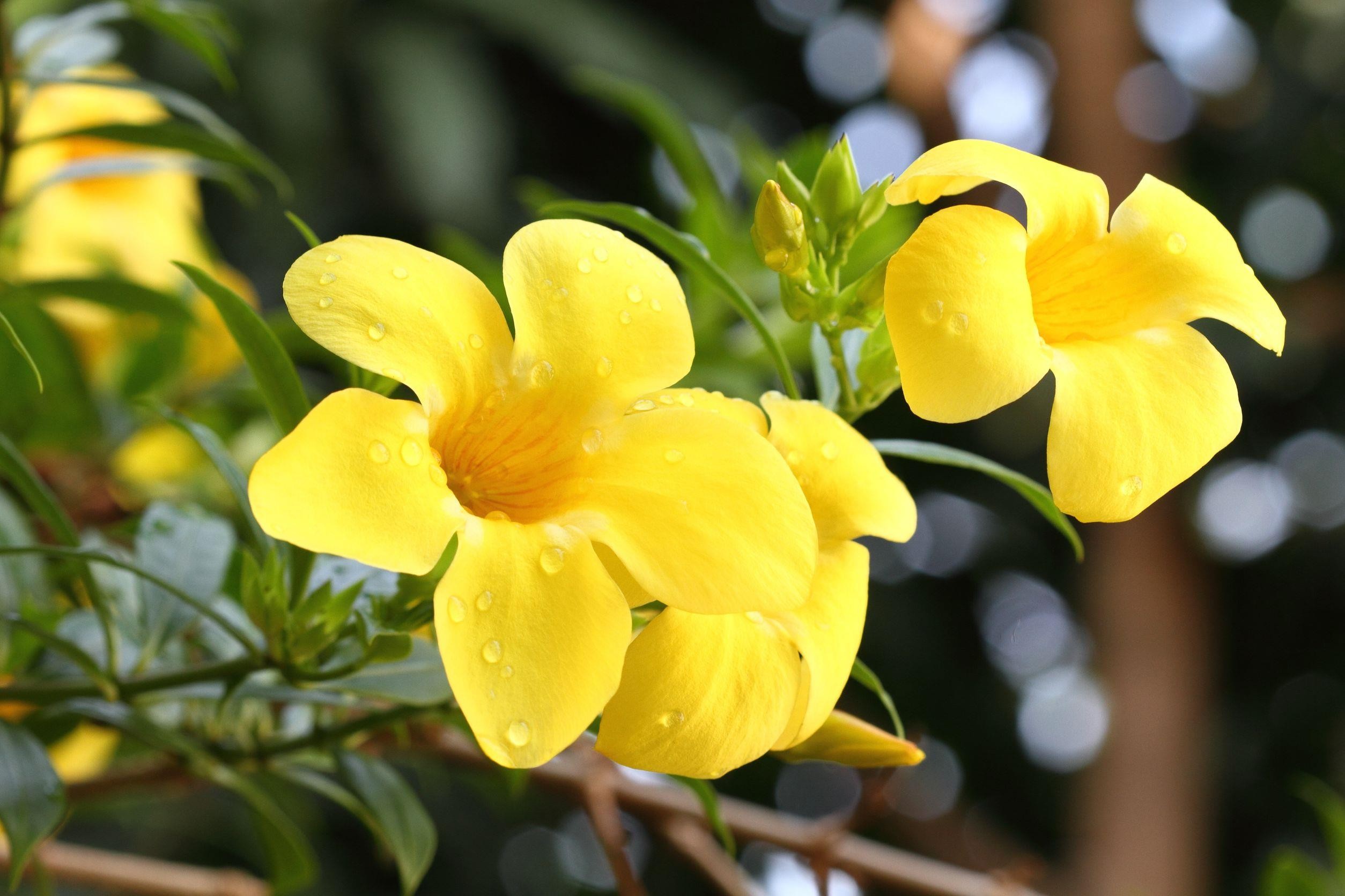 Bienestar emocional con esencias florales Atlántida